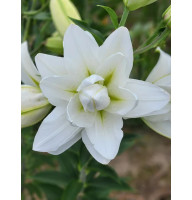Лилия ориентальная махровая Lotus Pure (Лотус Пьюр) 14/16 (1 шт)