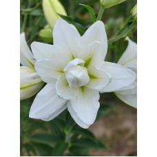 Лілія орієнтальна махрова Lotus Pure (Лотус П'юр) 14/16 (1 шт)