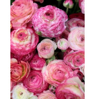 Лютик Aviv Picotee roze 6/7