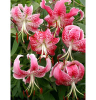 Лилия Speciosum Rubrum Тигровая Свисающая