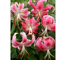 Лилия Speciosum Rubrum Тигровая Свисающая