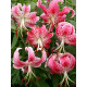 Лілія Speciosum Rubrum Тигрова Звисаюча