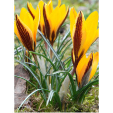 Крокус ботанічний Angustifolius (5 шт)