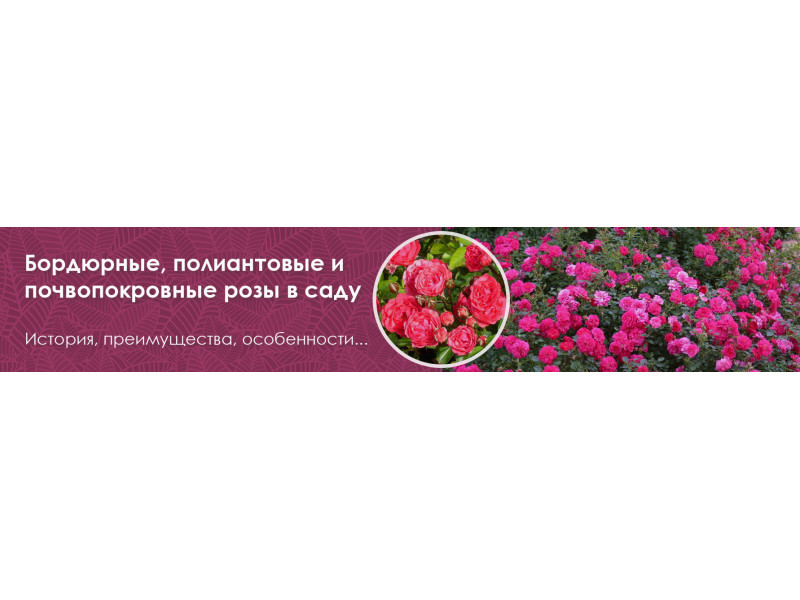 Бордюрные, полиантовые и почвопокровные розы в саду 