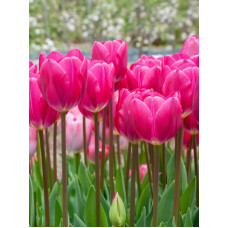 Тюльпан Триумф Пинк Ардор (Pink Ardour) 11/12
