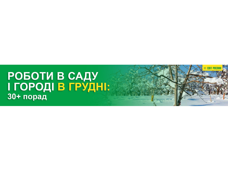 Роботи в саду і городі в грудні: 30+ порад