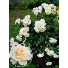 Роза Кордес Лайонс Роуз (Lions Rose)