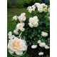 Роза Кордес Лайонс Роуз (Lions Rose)