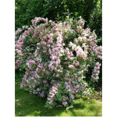 Вейгела Нана Вариегата (Nana Variegata)  С3