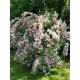 Вейгела Нана Вариегата (Nana Variegata)  С3