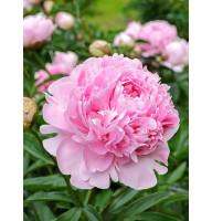 Пион травянистый Sarah Bernhardt Select 2/3 (1 шт)