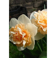 Нарцисc махровый Flower Suprise