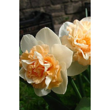 Нарцис махровий Flower Suprise