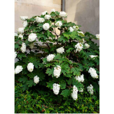 Гортензия Quercifolia дуболистная