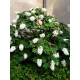 Гортензия Quercifolia дуболистная