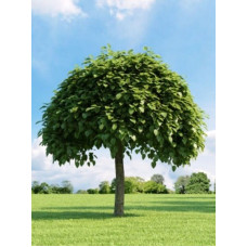Катальпа звичайна бігнонієвідна (Catalpa bignonioides) C10