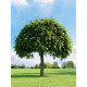 Катальпа звичайна бігнонієвідна (Catalpa bignonioides) C10