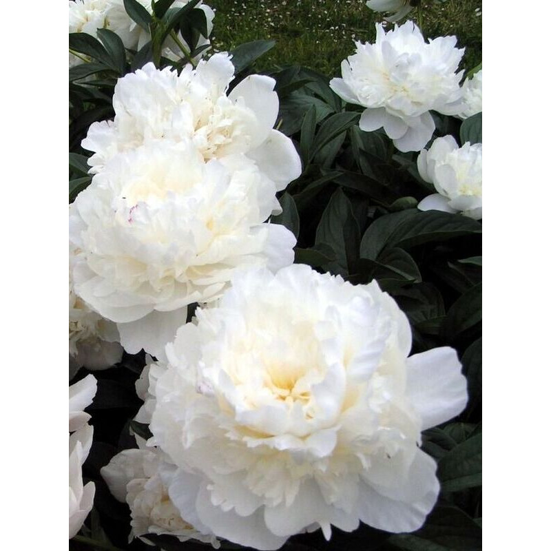 Півонія White Double (Уайт Дабл) 2/3 (1 шт)