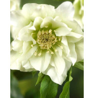 Хелеборус Double Hybrids White Promise