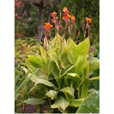 Канна Стріата (Striata)
