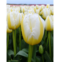 Тюльпан оторочений Lemon Beauty 11/12