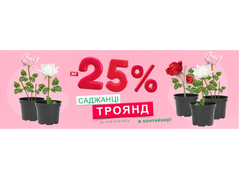 -25% на саджанці троянд у контейнері
