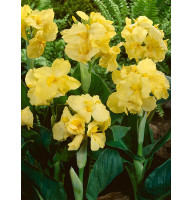Канна Yellow Futurity