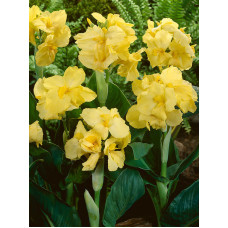 Канна Yellow Futurity