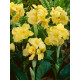Канна Yellow Futurity