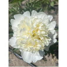 Пион Чарльз Уайт (Charle's White) 3 л