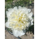 Пион Чарльз Уайт (Charle's White) 3 л