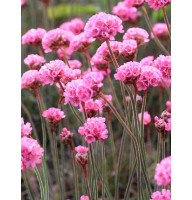 Армерия Rubrifolia