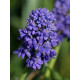 Мускарі Blue Spike 7/8