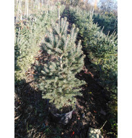 Ялина біла (Picea glauca) С7,5