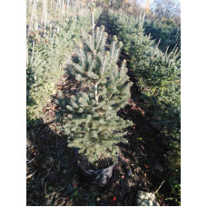 Ель белая (Picea glauca) С7,5