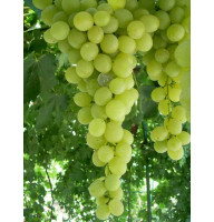 Виноград Антоній Великий Среднепоздний