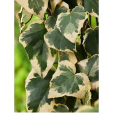 Плющ Variegata P9