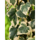 Плющ Variegata P9