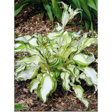 Хоста Kiwi Spearmint