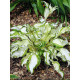 Хоста Kiwi Spearmint
