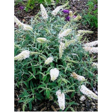 Буддлея Давида уайт Профьюжн (White Profusion) С3