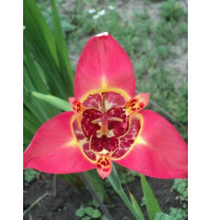 Тигридія Speciosa (Спеціоза) 5/7