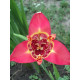 Тигридия Speciosa (Специоза) 5/7