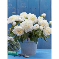 Півонія Дюшес де Немур (Duchesse de Nemours) 2/3