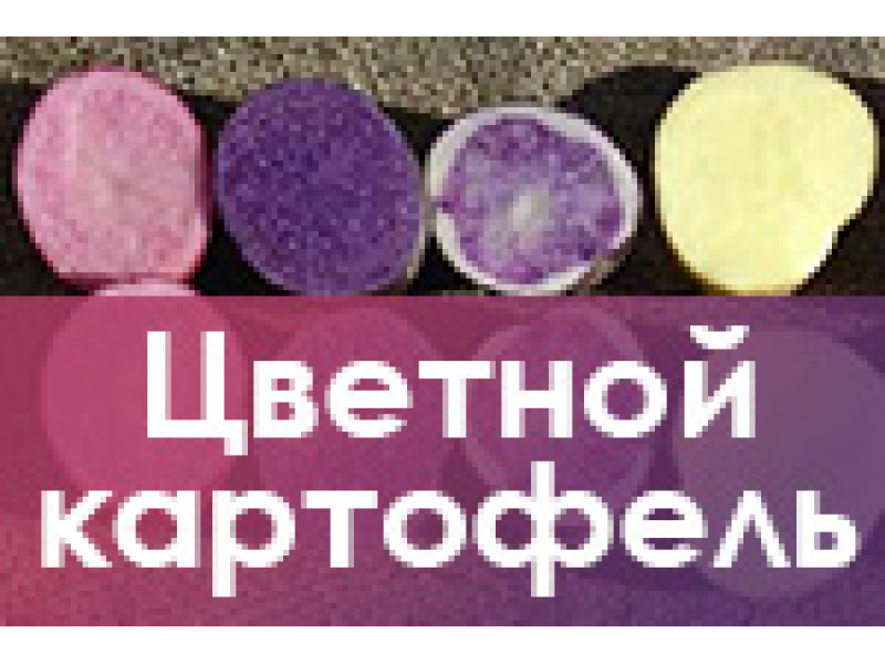 Елітні сорти кольорової картоплі!