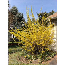 Форзиция Вариегата (Variegata)