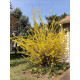 Форзиция Вариегата (Variegata)