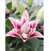 Лілія Roselily Nowa 14/16