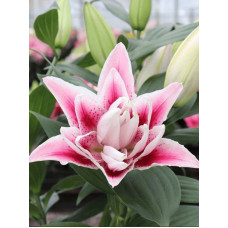 Лілія Roselily Nowa 14/16