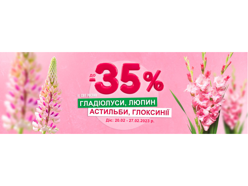 Акція! До -35% на гладіолуси, люпин, астильби та глоксинії